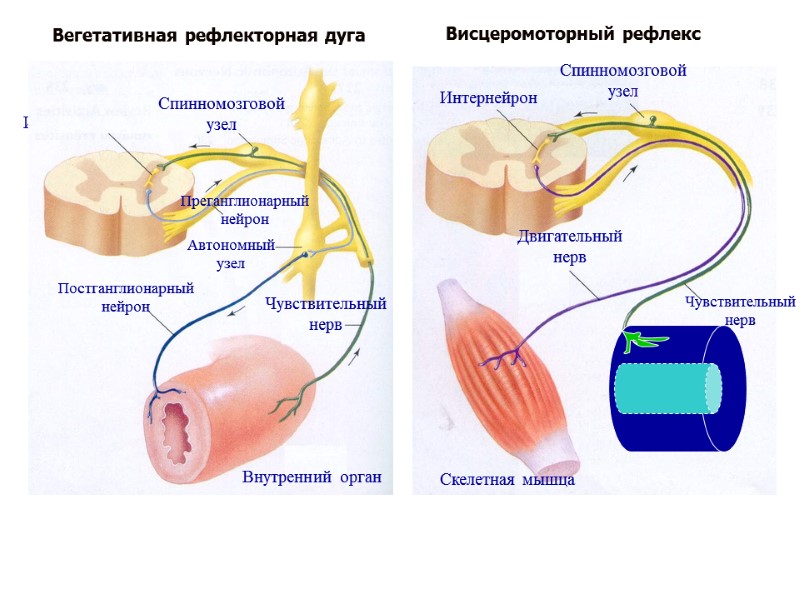 Вегетативная рефлекторная дуга Чувствительный нерв Спинномозговой узел Интернейрон Двигательный нерв Скелетная мышца Висцеромоторный рефлекс